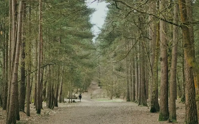 Tall pines lining a woodland track near Bracknell